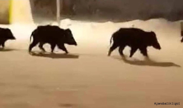 Urfa'da yaban domuzlar mahalleye indi