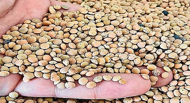 Bakanlıktan yeşil mercimek kararı! Vergi sıfıra düştü