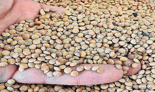 Bakanlıktan yeşil mercimek kararı! Vergi sıfıra düştü