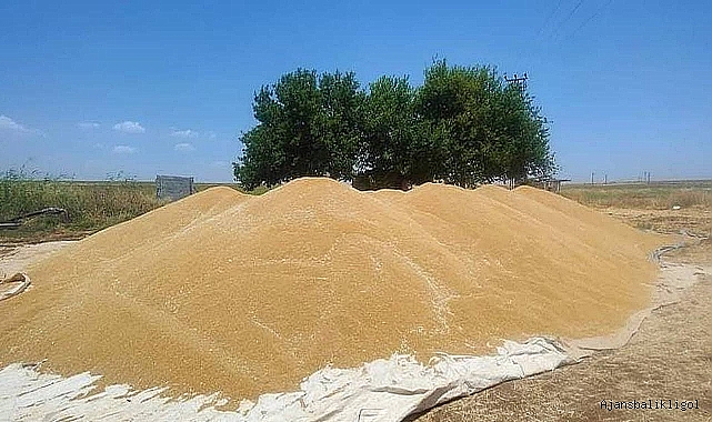 Hasat zamanı buğday fiyatı ekmek zammını etkiler mi?