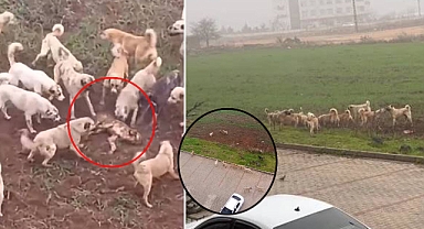 Urfa’da sokak köpekleri dehşet saçtı! Açlıktan başka köpeği parçaladılar 
