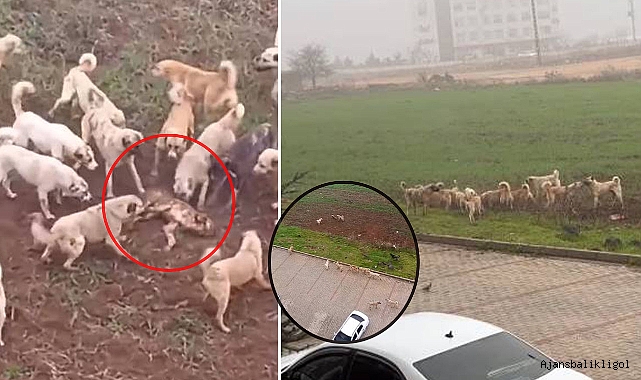 Urfa’da sokak köpekleri dehşet saçtı! Açlıktan başka köpeği parçaladılar 