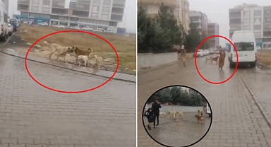 Viranşehir ilçesinde korku dolu anlar! Vatandaş çözüm istiyor