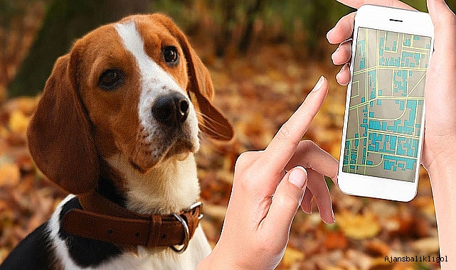 İlkbaharda evcil hayvan bakımı: Evcil hayvan sahipleri için uzman ipuçları