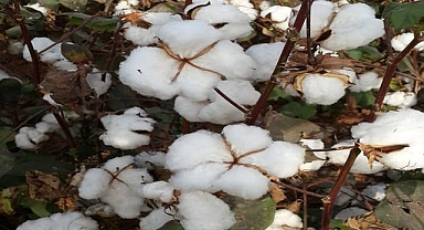 Kütlü pamuk fiyatı belli oldu! İşte güncel fiyatlar 