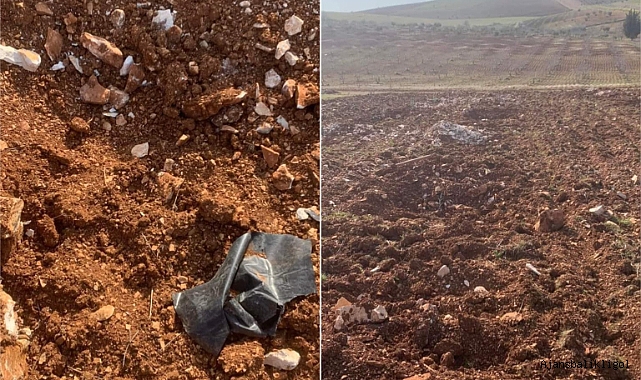 Tarlada dikili ağaçları söküp çaldılar