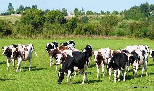 45 projeye 210,6 Milyon TL hibe desteği sağlanacak