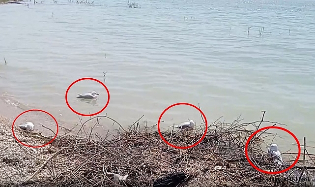 Atatürk Barajı’ndaki martı ölümlerinin sebebi siyanür mü?