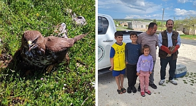 Bitkin halde bulunan Kızıl Şahin tedavi altına alındı 