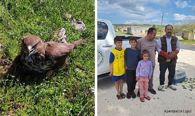 Bitkin halde bulunan Kızıl Şahin tedavi altına alındı