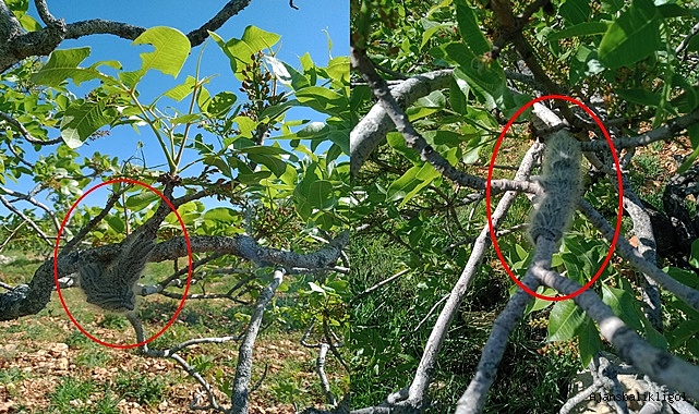 Fıstık üreticilerinin korkulu rüyası ortaya çıktı