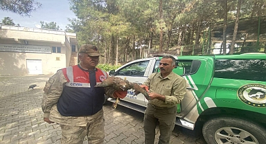 Kızıl şahini evinin ahırında saklayan şahıs gözaltına alındı!