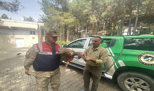 Kızıl şahini evinin ahırında saklayan şahıs gözaltına alındı!