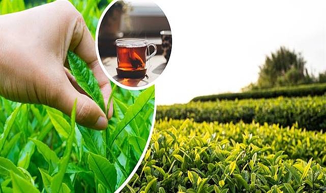 2024 yılı yaş çay alım fiyatı belli oldu!