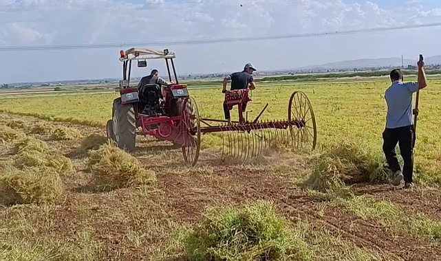 GAP'ın  başkenti Urfa'da mercimek hasadı başladı
