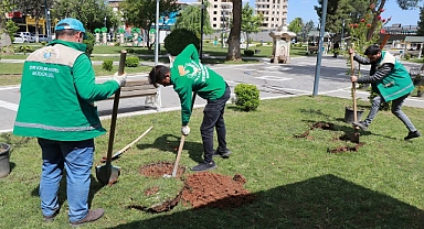 Haliliye Belediyesi ile parklar ağaçlandırılıyor 