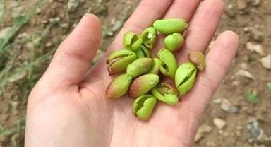 Hilvan ilçesinde dolu yağışı fıstık bahçelerini vurdu