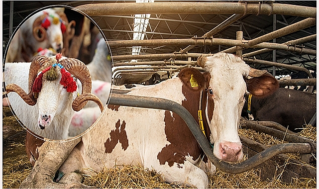 Kurban kesecekler dikkat! Bunu sakın yapmayın