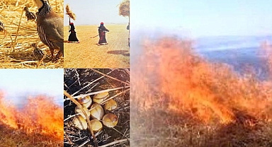 Prof. Dr. Ali Rıza Öztürkmen: Anızı yakma, geleceği karartma! 