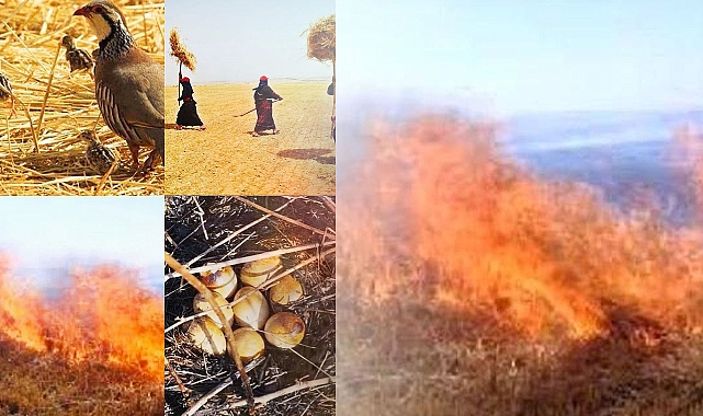 Prof. Dr. Ali Rıza Öztürkmen: Anızı yakma, geleceği karartma! 