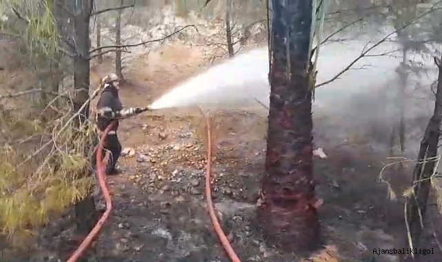 Şanlıurfa'da orman yangını! İtfaiye müdahale etti