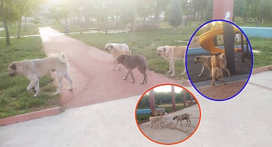 Şanlıurfa’da sokak köpekleri parkları istila etti
