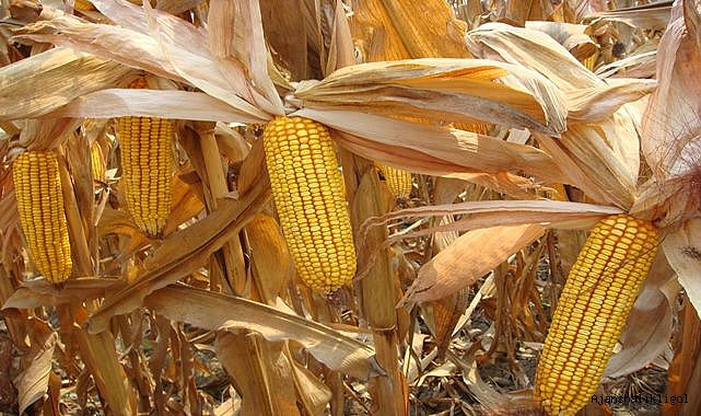 Şanlıurfa'da yılda kaç hektar mısır ekiliyor?