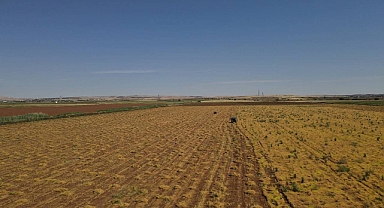 Şanlıurfa, Türkiye'nin kırmızı mercimek üretiminde birinci sırada