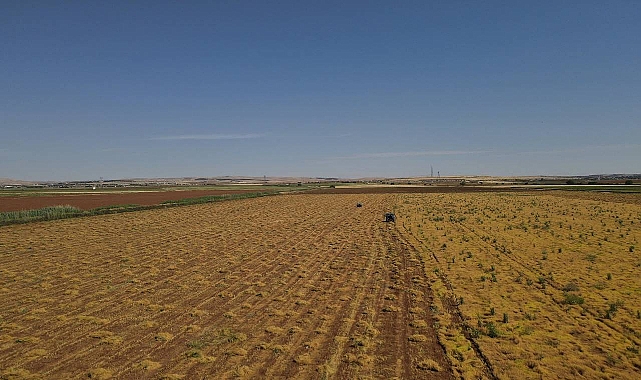 Şanlıurfa, Türkiye'nin kırmızı mercimek üretiminde birinci sırada
