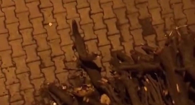 Siverek'te porsuk kent merkezine indi