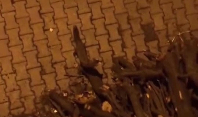 Siverek'te porsuk kent merkezine indi