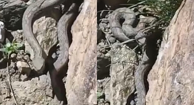 Türkiye'nin en zehirli yılanı görüntülendi