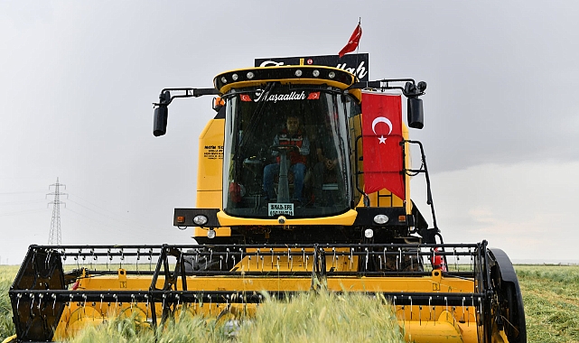 Urfa'da firik hasadı başladı