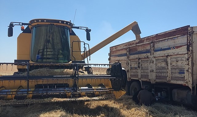 Urfa'da hasat başladı: Taban fiyatı belirsizliği çiftçiyi kara kara düşündürüyor