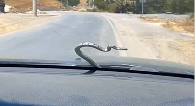 Urfa'da seyir halinde olan aracın ön camında yılan görüldü!