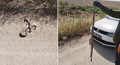 Urfa’da yılan vakaları artıyor! Aracına giren yılanı etkisiz hale getirdi! 