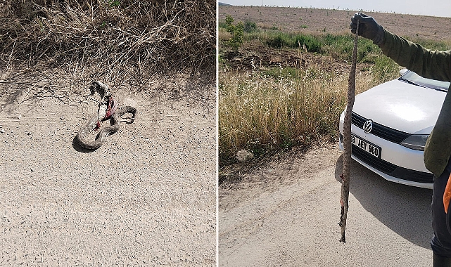 Urfa’da yılan vakaları artıyor! Aracına giren yılanı etkisiz hale getirdi! 