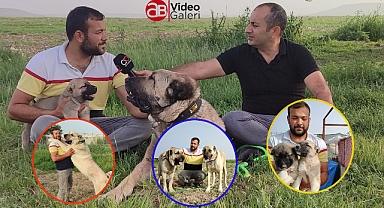 Urfa gureğh çoban köpeklerinin tanıtımı neden yapılmıyor?