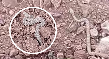 Yılanları evden uzak tutmak için neler yapılmalı?