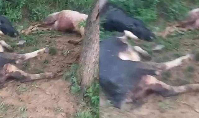 Yıldırım faciası! Büyükbaş hayvanlar telef oldu