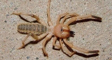 Zehirli Deve Örümceğine dikkat! Ölümcül sonuçları olabilir