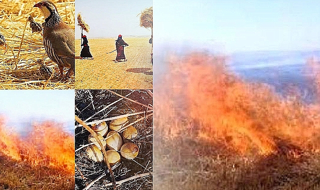 Anız Yakımlarına Ağır Cezalar Verilecek! 