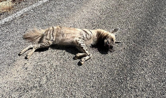 Çizgili Sırtlan Telef Oldu