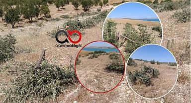 Hilvan'da zeytin ağacı katliamı!