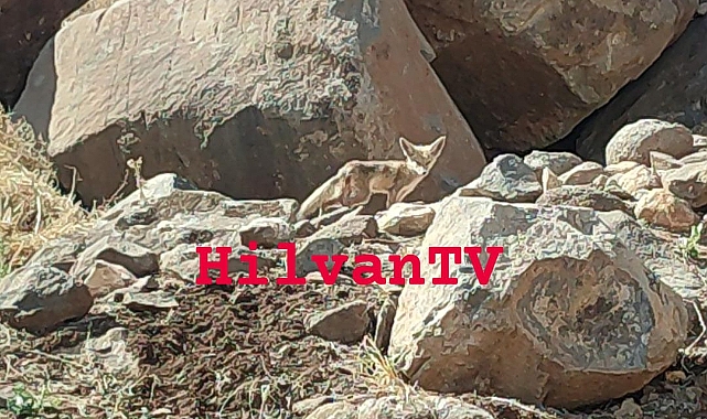 Karaköprü'de Yaralı Tilki Yavrusu Görüldü