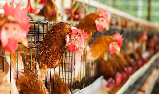 Kuş Gribi Türü A(H5N2) Olan Kişi Öldü