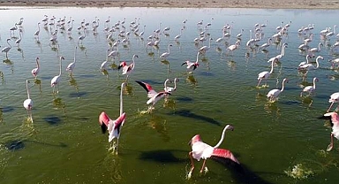  Nesli Tükenme Tehdidi Altında Olan Turnalara Sıkı Takip