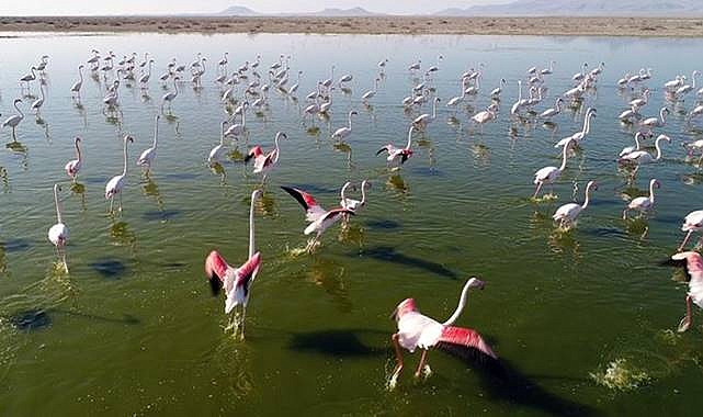  Nesli Tükenme Tehdidi Altında Olan Turnalara Sıkı Takip