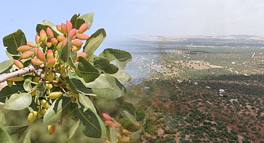 Şanlıurfa Fıstığı Üretiminde Yükselen Değer Karaköprü