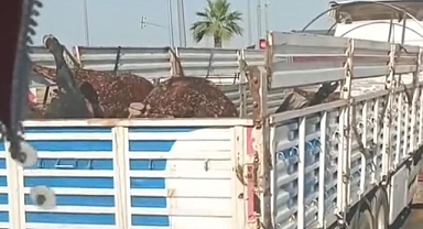 Tırla Taşınan Ölü Hayvanların Akıbeti Belli Oldu 